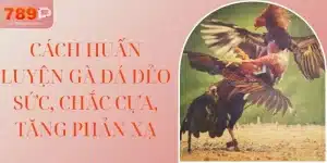Cách Huấn Luyện Gà Đá Dẻo Sức, Chắc Cựa, Tăng Phản Xạ