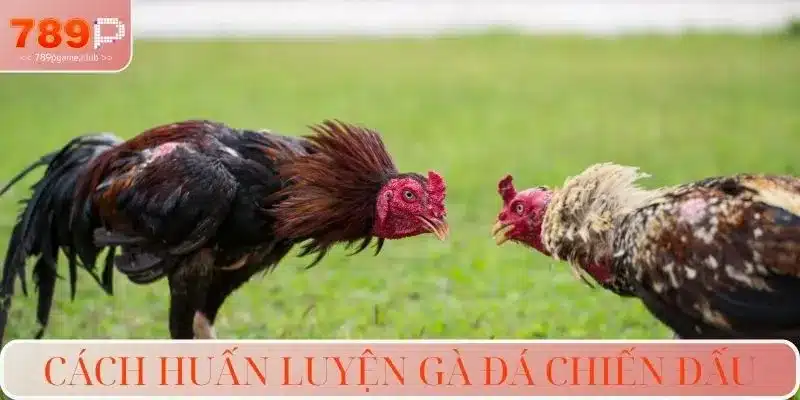 Cách huấn luyện gà đá chiến đấu