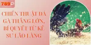 Chiến Thuật Đá Gà Thắng Lớn, Bí Quyết Từ Kê Sư Lão Làng