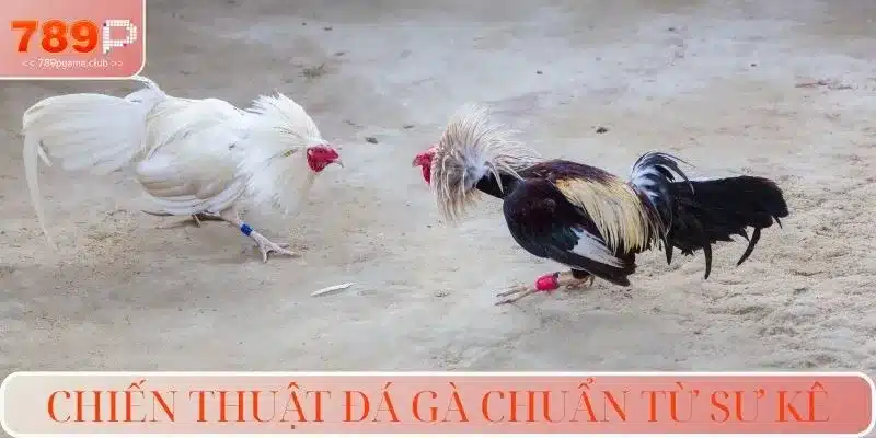 Chiến thuật đá gà chuẩn từ sư kê