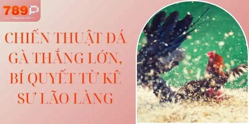Chiến Thuật Đá Gà Thắng Lớn, Bí Quyết Từ Kê Sư Lão Làng