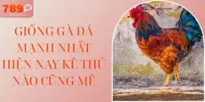 Giống Gà Đá Mạnh Nhất Hiện Nay Kê Thủ Nào Cũng Mê