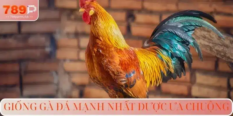 Giống gà đá mạnh nhất được ưa chuộng
