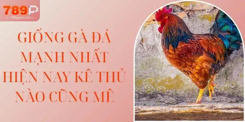 Giống Gà Đá Mạnh Nhất Hiện Nay Kê Thủ Nào Cũng Mê