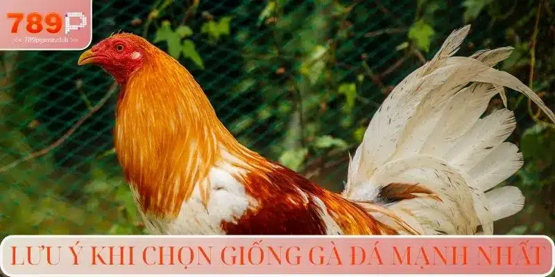 Lưu ý khi chọn giống gà đá mạnh nhất