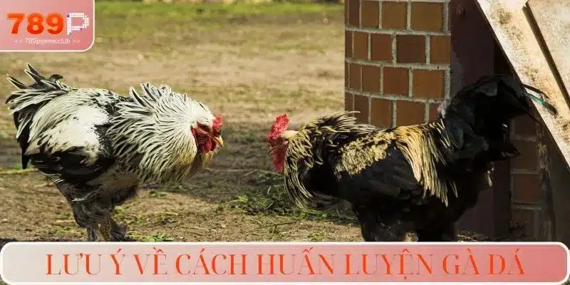 Lưu ý về cách huấn luyện gà đá