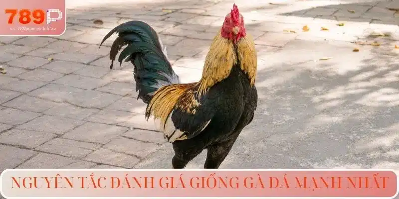 Nguyên tắc đánh giá giống gà đá mạnh nhất