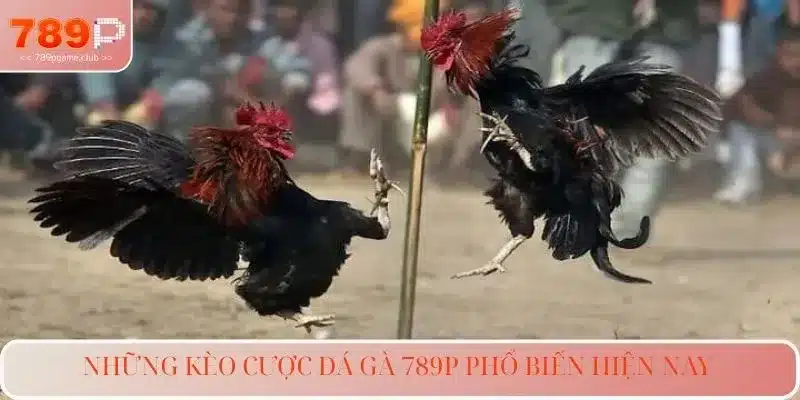 Những kèo cược đá gà 789P phổ biến hiện nay 