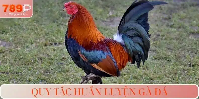 Quy tắc huấn luyện gà đá